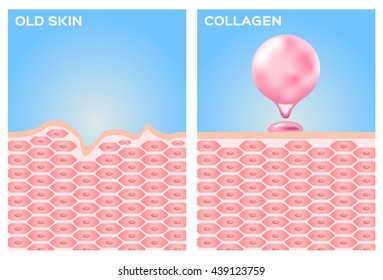 collagen and skin vector , apply on cell 