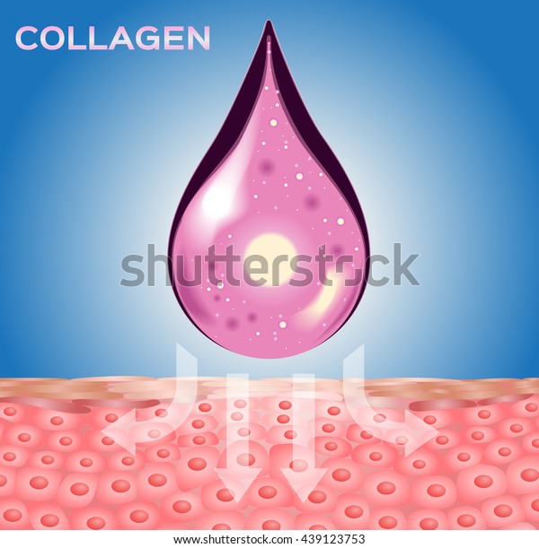 Collagen Skin Vector Apply On Cell Stock Vector (Royalty Free ...