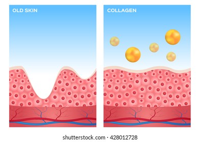 collagen and skin vector , serum , drop . it makes cell better . anatomy