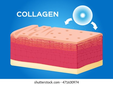 collagen and skin vector , serum , drop . it makes cell better . anatomy
