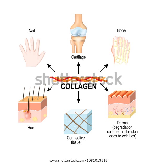 Collagen is the structural protein in the:\
connective tissues, cartilages, bones, nails, derma and hair.\
Synthesis and types of collagen. illustration for medical, science,\
educational use.\
skincare