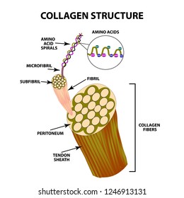 Collagen Structure Infographics Vector Illustration On Stock Vector ...