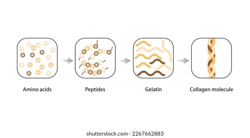 Collagen synthesis. From Amino acids, Peptides and Gelatin to Collagen molecule, Collagen fibers. fibroblasts. Anti-aging therapy. Vector illustration.