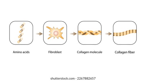 Collagen synthesis. From Amino acids, Peptides and Gelatin to Collagen molecule, Collagen fibers. fibroblasts. Anti-aging therapy. Vector illustration.