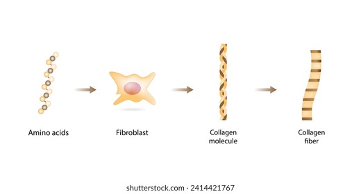 Collagen synthesis. From Amino acids, Peptides and Gelatin to Collagen molecule, Collagen fibers. fibroblasts. Anti-aging therapy. Vector illustration.