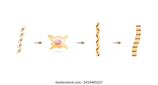 Collagen synthesis. From Amino acids, Peptides and Gelatin to Collagen molecule, Collagen fibers. fibroblasts. Anti-aging therapy. Vector illustration.