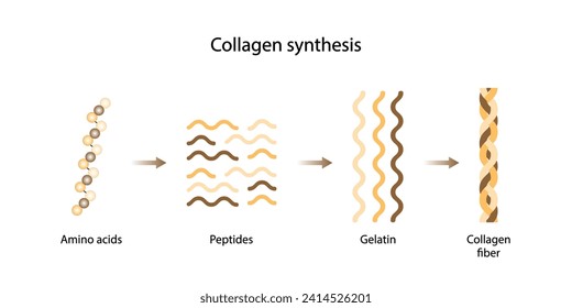 Collagen synthesis. From Amino acids, Peptides and Gelatin to Collagen molecule, Collagen fibers. fibroblasts. Anti-aging therapy. Vector illustration.