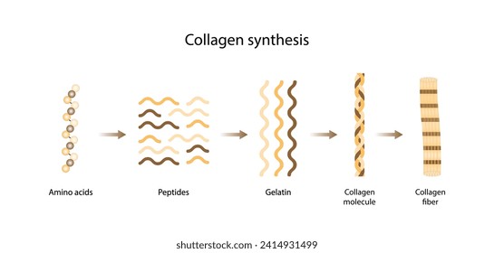 Kollagensynthese. Von Aminosäuren, Peptiden und Gelatine bis zum Kollagenmolekül, Kollagenfasern. Fibroblasten. Anti-Aging-Therapie. Vektorgrafik.