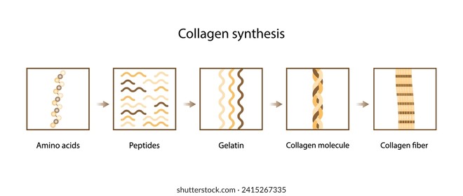 Síntesis de colágeno. De ácidos Amino, Peptides y Gelatina a molécula de colágeno, fibras de colágeno. fibroblastos. Terapia antiedad. Ilustración vectorial.