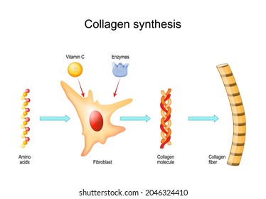 Collagen synthesis with Vitamin C and Enzymes. From Fibroblast and Amino acids to Collagen fiber that comprises molecules of protein. Vector