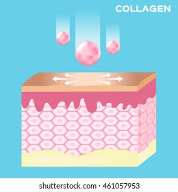 collagen turn a skin to white , vector