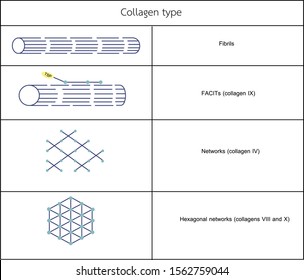 Collagen type diagram in vector format