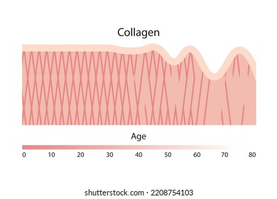 Collagen, a type of protein found in the skin, decreases with aging.