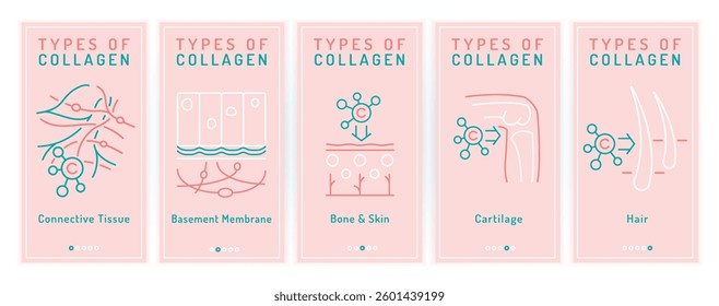 Collagen types banners. Collagens for bone, cartilage, hair. Connective tissue protein. Elastin production. Medical banner. Healthcare concept. Vector illustration isolated on a white background