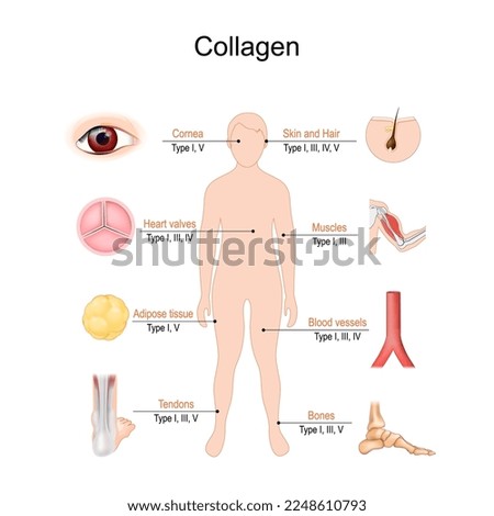 collagen types. The most common types of collagen protein. Collagen is the main structural protein in bones, muscles, Tendons, ligaments, Blood vessels, skin and hair. Vector poster