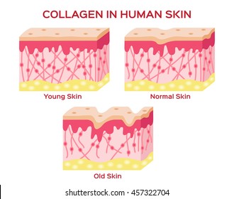 Collagen In Younger Skin And Aging Vector Version