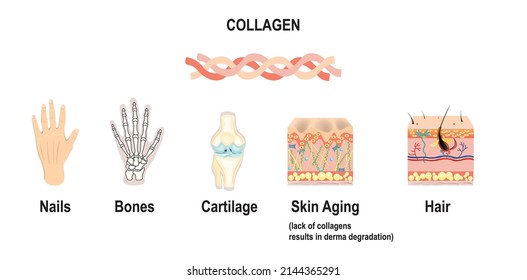 Collagenas connective tissues, cartilages, bones, nails, derma and hair. illustration for medical, science educational use skincare