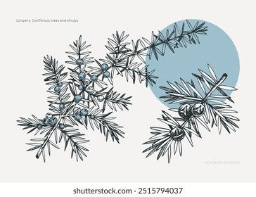 Collage-style juniper sketches. Winter plant drawing. Evergreen tree branch with berries hand-drawn vector illustration. Christmas design element. NOT AI generated