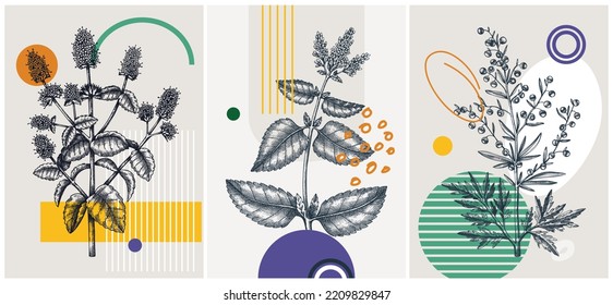 Collage-style summer herbs vector illustration. Hand-sketched floral banner. Trendy design with botanical silhouettes, and geometric shapes. Sage, Fennel, chamomile for print, poster, card, wall art.