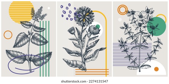 Collage-style summer herbs vector illustration. Hand-sketched floral banner set. Trendy design with botanical elements and geometric shapes. Elegant herbs for sketch print, poster, card, and wall art.