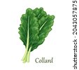 collard greens plant