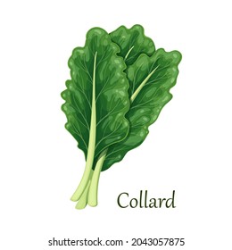 Collard Dark Green Leafy Vegetable, Vector Illustration.