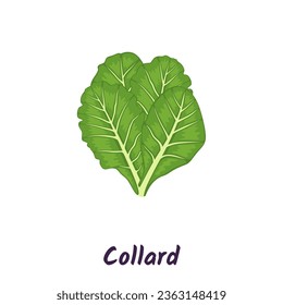 Collard dark green leafy vegetable, vector illustration.