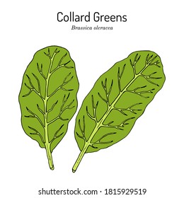 Collard greens (Brassica oleracea), Verdura del Estado de Carolina del Sur. Ilustración de vector botánico dibujada a mano