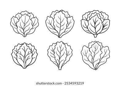 Collard Greens (Brassica oleracea var. viridis) design, labeled line art vector illustration