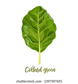 Collard greens leaves. Collards, Brassica oleracea, Acephala. Food concept. Fresh juicy raw cabbage. Healthy diet, vegetarian, spring vegetables, seasonings. vector illustration, organic salads