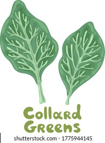 Collard greens leaves on a white. Salad icon. Lifestyle concept, culinary herb. Flat vector design for menu, farm product promotion, healthy food, culinary. Salad for soup, meat and other dishes