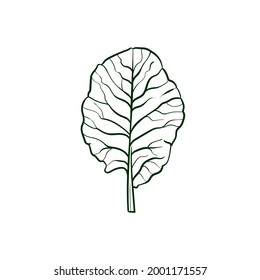 Collard greens Line vector illustration. Detailed Food icon for mobile concept, print, menu, and web apps. For for restaurant, bar, vegan, healthy and organic food, market, farmers market.