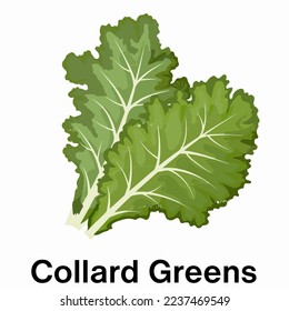 Collard Greens vector high resolution illustration.