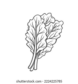 Collard outline icon vector illustration. Hand drawn line sketch of bunch of collard leaves on stem, leafy vegetable and harvest of greens, healthy food ingredient for cooking fresh veggie salad