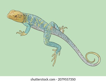 Collared lizard drawing, beautiful, art.illustration, vector