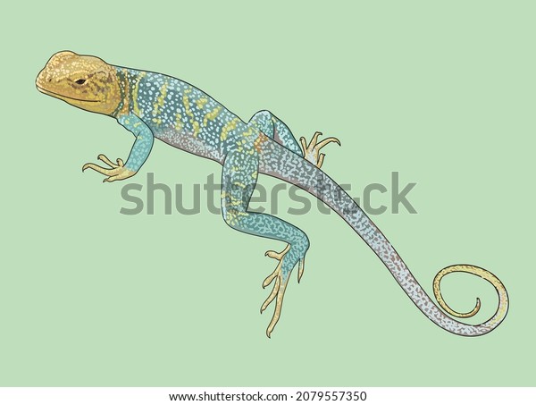 Collared lizard drawing, beautiful,\
art.illustration,\
vector