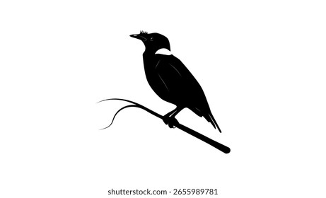 Collared Myna bird, black isolated silhouette