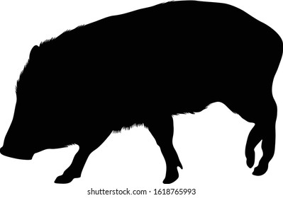 Collared Peccary (Pecari Tajacu) Silhouette Vector Found In Map Of South America