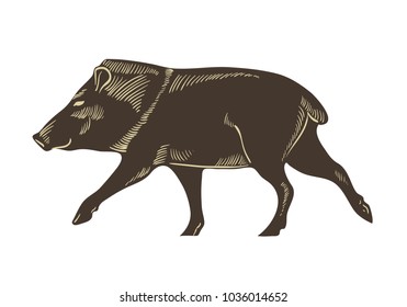 Collared peccary vector. Wild boar sketch illustration. Hand drawn pig, isolated on white background. 