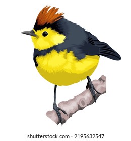 Collared Redstart bird vector illustration