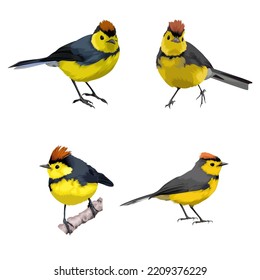 Collared Redstart bird vector illustration