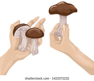 Collect mushrooms, cook mushrooms, walk in nature, pick mushrooms for food, keep mushrooms in hand. Vector flat cartoon illustration.