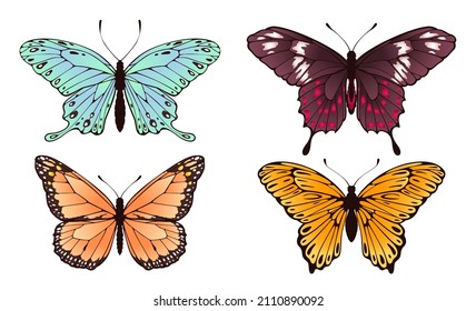 Collectiion of beautiful butterflies flying, set of insects. Vector insect beautiful flying wing pattern illustration