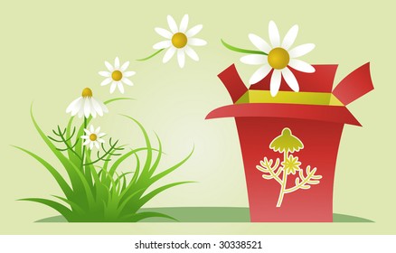 Collecting Camomile Flowers For Medical Purposes, vector
