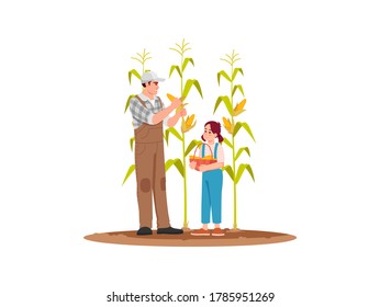 Collecting corn crop semi flat RGB color vector illustration. Local production of fresh vegetable. Activity for family on ranch. Father and daughter isolated cartoon characters on white background