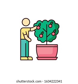 Collecting Fruit From Mini Citrus Tree RGB Color Icon. Caring For Miniature Orange Tree. Thriving Plant. Fruiting Houseplant. Indoor Gardening. Domestic Plant Cultivation. Isolated Vector Illustration