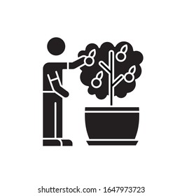 Collecting fruit from mini citrus tree black glyph icon. Caring for miniature orange tree. Thriving plant. Fruiting houseplant. Silhouette symbol on white space. Vector isolated illustration