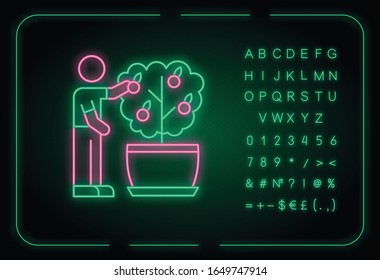 Das Sammeln von Früchten aus Mini-Zitrusfrüchten Neon-Symbol. Sorgt für einen Miniaturbaum. Schwimmpflanze. Äußerer leuchtender Effekt. Unterschreiben Sie mit Alphabet, Zahlen und Symbolen. Vektorillustration einzeln auf RGB-Farbgrafik