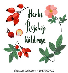 Collecting wild rose: branch of rose hip, dog rose berries, rosehip flowers and leaves. Cosmetic and medical plant. Vector illustration. Handwritten lettering.