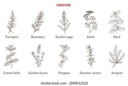 Collection of 10 culinary herbs and spices. Hand drawn botanical vector illustration